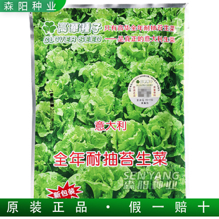 高华种子意大利全年耐抽苔生菜种子耐热耐寒全年种植鲜食沙拉生菜