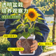 儿童种植小盆栽向日葵开花种籽子幼儿园中小学生植物观察根系生长