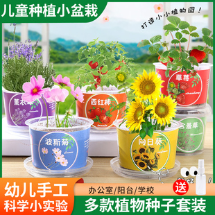 儿童种植小盆栽植物种子幼儿园种植区生长发芽观察迷你植物种植盒