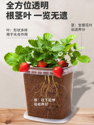 儿童植物观察窗种子盒发芽生长种植桌面迷你小盆栽小学生植物种子