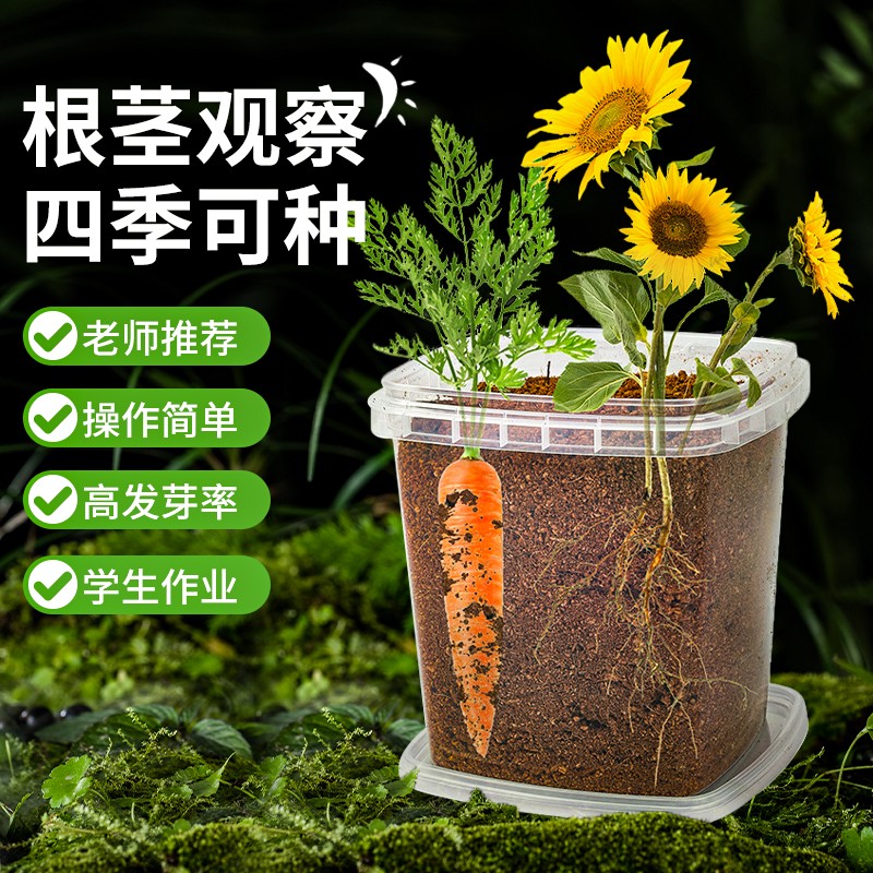 儿童阳光房种植幼儿园科学小实验盆栽小学生长植物观察盒玩具套装