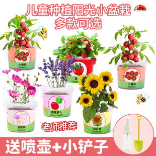 儿童种植小盆栽幼儿园小学生桌面植物生长观察盒迷你小植物向日葵