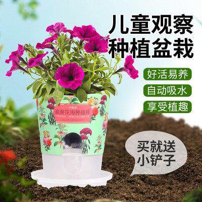 幼儿园种植小盆栽儿童diy创意迷你桌面植物绿植超小学生观察礼物