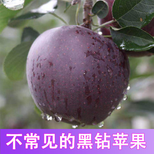 正宗黑卡黑钻苹果紫色嘎啦脆甜