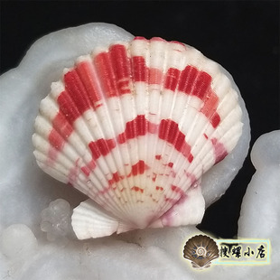 3.45厘米雪里红海扇蛤