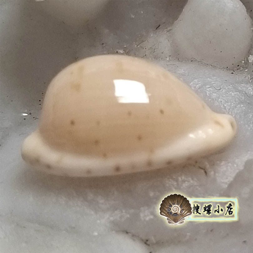 2厘米小无齿宝螺/gem