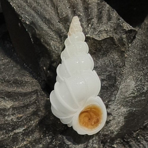 2.35厘米大西洋绮蛳螺