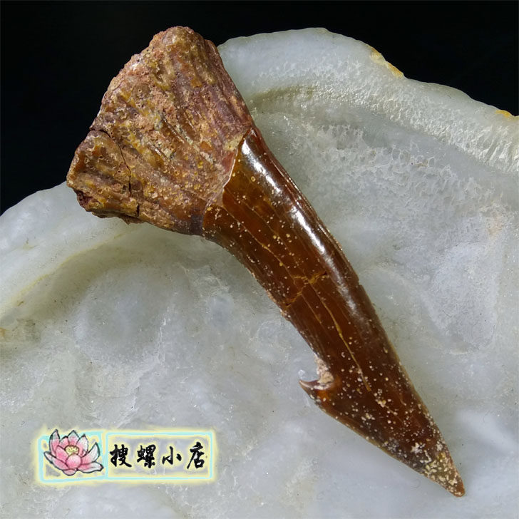 6.05厘米鳐鱼的牙齿化石