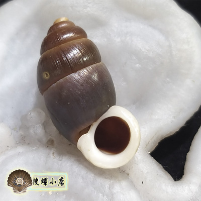 2.94厘米古巴产的豆蜗牛