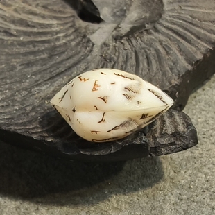 2.9厘米秀峰文蛤