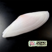 7.28厘米锯齿莺蛤