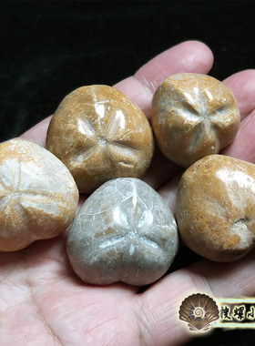 3.5厘米左右摩洛哥产半星海胆化石/多选一/说明里有详细照片