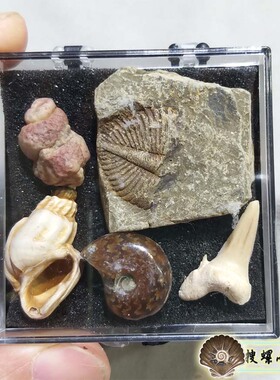天然古生物小化石套装/多选一/说明里有详情
