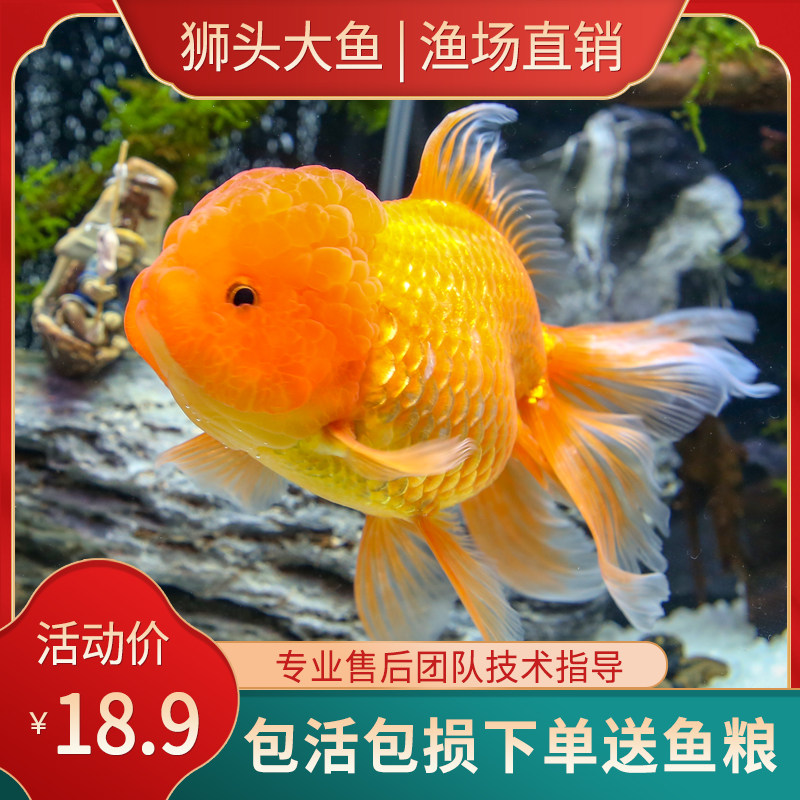 精品狮子头观赏鱼大鱼淡水冷水金鱼活体招财鱼风水鱼金鱼活鱼包邮