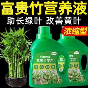 富贵竹营养液水培植物专用肥转运竹观音竹龙竹文昌竹发财竹肥料