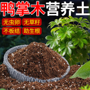 鸭掌木专用土盆栽园艺鹅掌柴营养土植物大叶伞有机八方来财土壤
