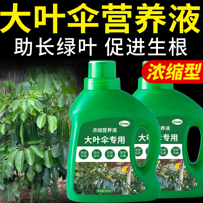 大叶伞专用肥昆石兰遮树肥料伞树澳洲鸭脚木鹅掌柴复合浓缩营养液