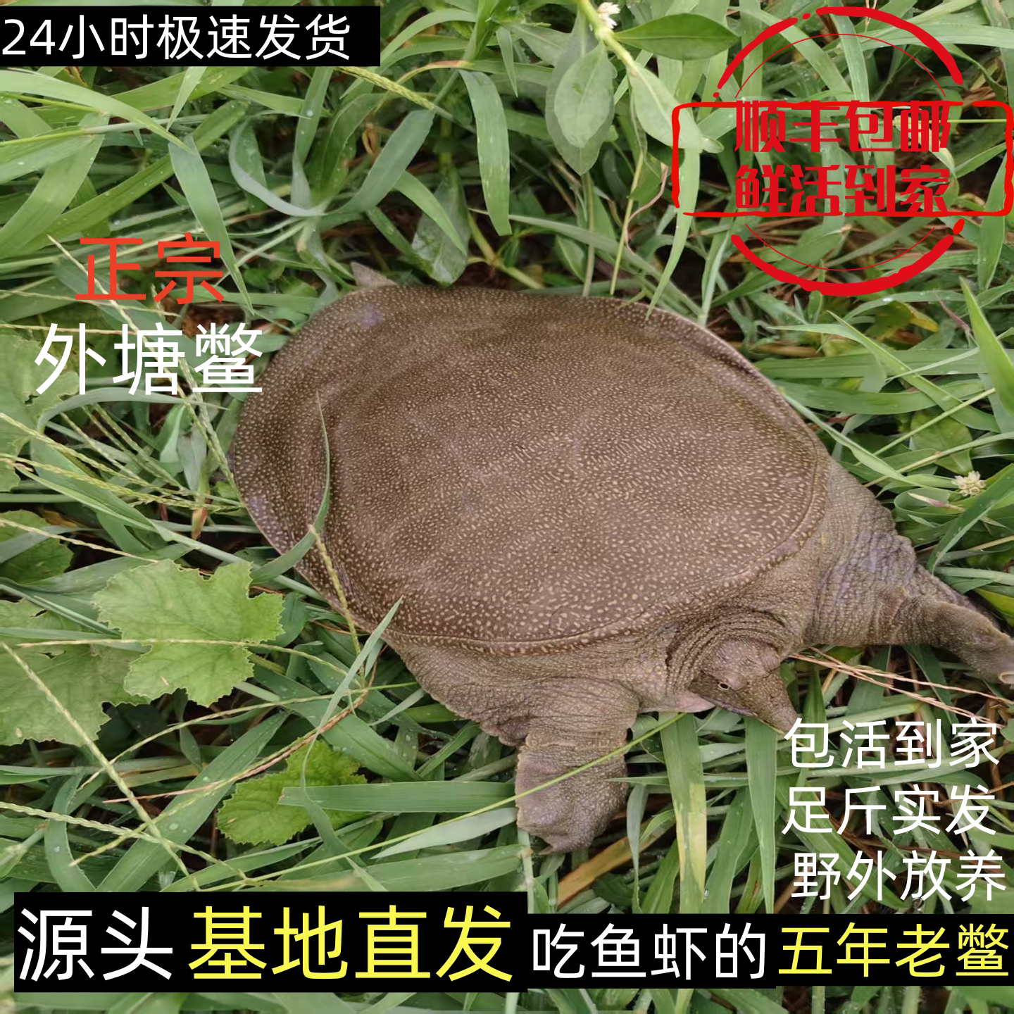 正宗湖南常德生态野外生长大甲鱼活体团鱼公母水鱼食用王八