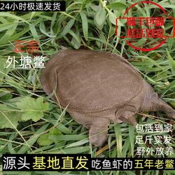 正宗湖南常德生态野外生长大甲鱼活体团鱼公母水鱼食用王八