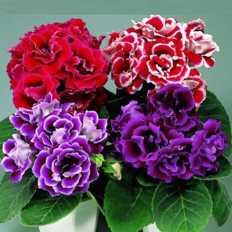 重瓣大岩桐花苗富贵芙蓉花卉室内其它