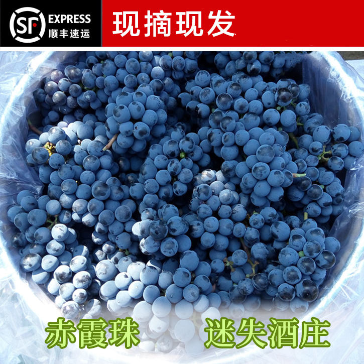 顺丰20斤河北怀来新鲜现摘现发老藤赤霞珠酿酒葡萄山葡萄自酿冷藏