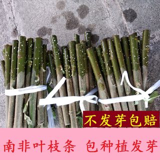 南非叶枝条树苗南非叶干叶马来西亚叶将军叶药王叶新鲜叶茶茂名市