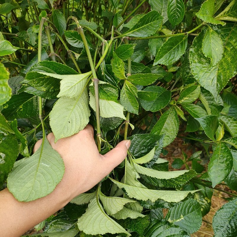 黑面将军叶干叶马兰毛将军苗大叶蛇草地毯草庭院泥带杯特价南非叶