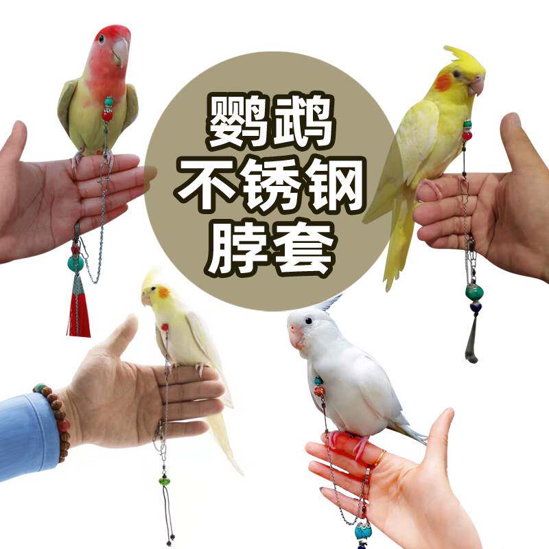 鹦鹉脖套不锈钢材质玄凤牡丹虎皮栓鸟链遛鸟放飞训练脖圈带链子