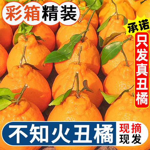 正宗新鲜不知火丑橘大果