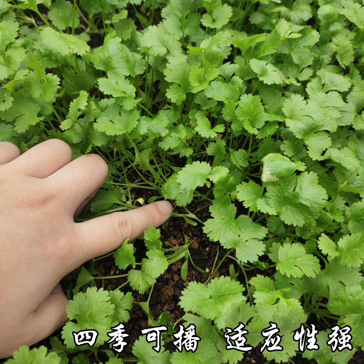 香菜阳台高产小叶专用泰国种子