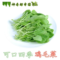 Шанхайские зеленые куриные семена.