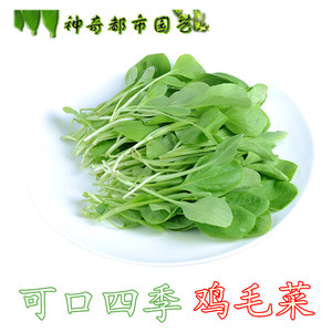 蔬菜20天盆栽籽种四季播上海青