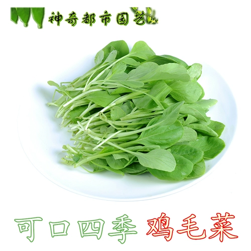 Шанхайские зеленые куриные семена.