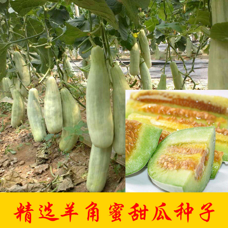 羊角蜜瓜种籽甜瓜蔬菜种孑高产甜早熟薄皮香瓜种子超甜四季南方