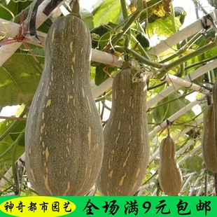 蜜本南瓜种子粉甜秘本密本高产日本贝贝小南瓜种孑贵族奶油香芋
