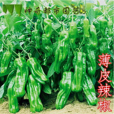 薄皮辣椒种子农家蔬菜四季