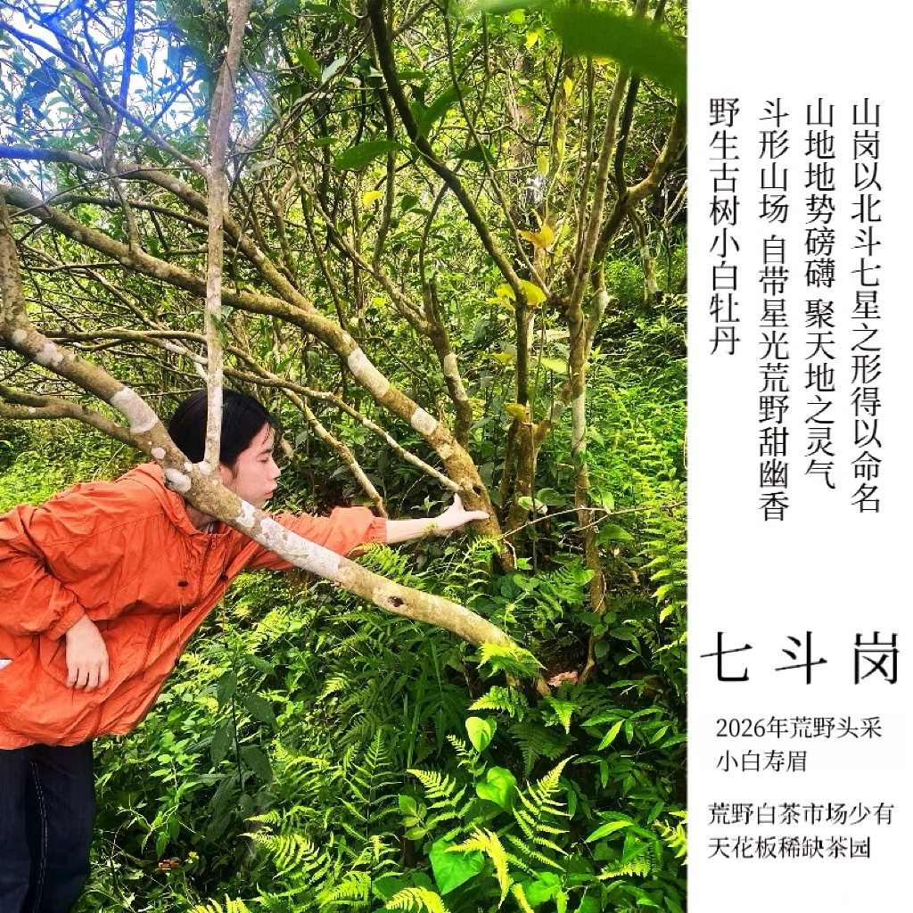 七斗岗.2026年磻溪有性群体单株小白头采荒野寿眉冰花香鲜灵透骨 - 实物图