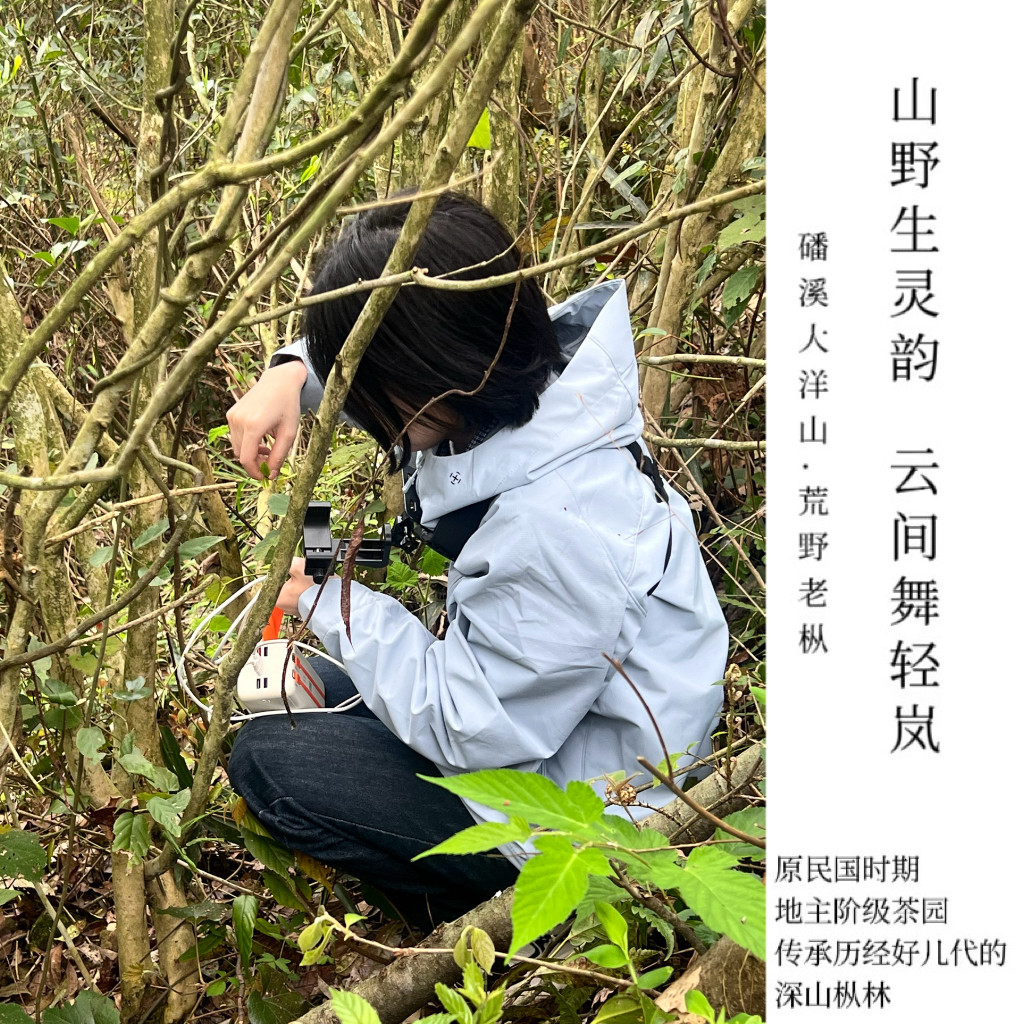大洋云泽.2026年磻溪大洋山福鼎白茶荒野野生头采炭焙太姥银针