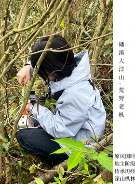 大洋云泽.2026年磻溪大洋山福鼎白茶荒野野生头采炭焙太姥银针