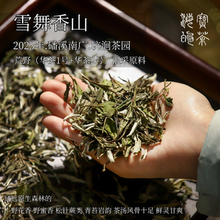 雪舞香山.2023年福鼎白茶磻溪南广荒野混采牡丹清冽苍莽万籁沉幽