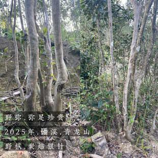 野弥.2025年磻溪南广青龙山野枞银针 钻牙缝浓稠果浆甜稀少