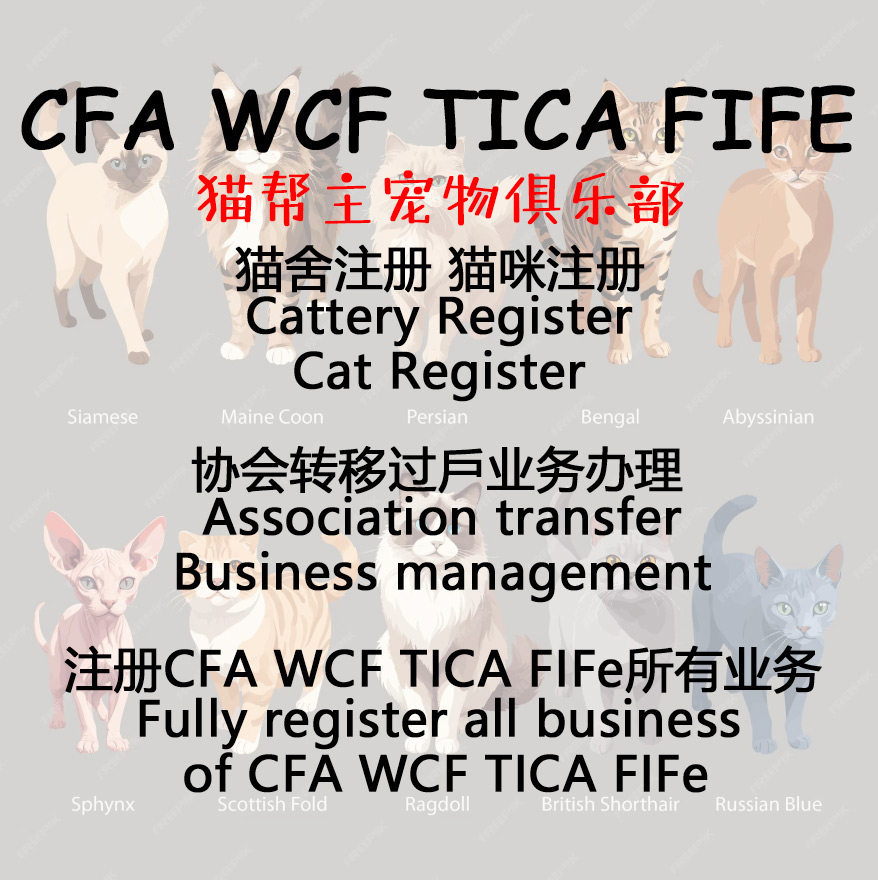注册CFA猫证书美国CFA猫舍