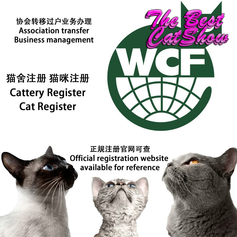 wcf猫舍注册证书金点银点矮脚猫
