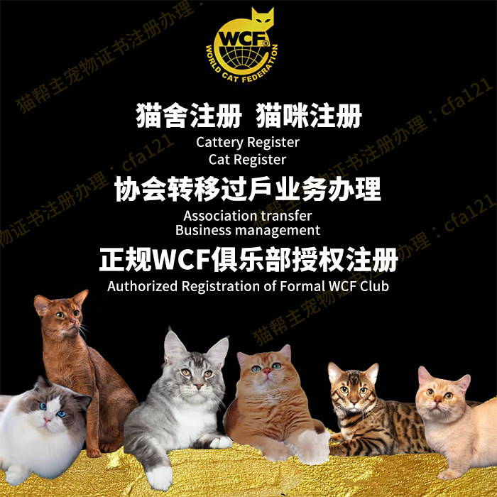 wcf猫舍注册注册wcf血统证书 wcf证书五代血统注册金点银点矮脚猫