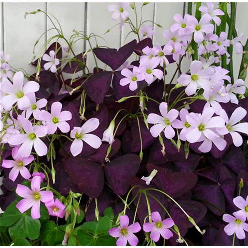 紫叶幸运草苗红花三叶草紫叶酢浆草苗紫蝴蝶三叶草红叶酢浆草盆栽