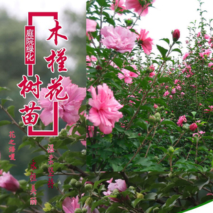 木槿花树苗盆栽庭院种植绿化景观可食用重瓣当年开大花耐寒地栽苗
