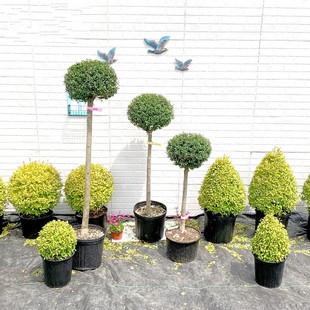 花镜植物川滇蜡树亮金女贞蓝冰柏棒棒糖系列庭院造型盆栽观叶植物