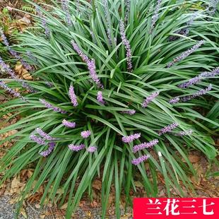 长叶麦冬金边麦冬矮麦冬草日本矮生麦冬草庭院植物耐寒兰花三七苗