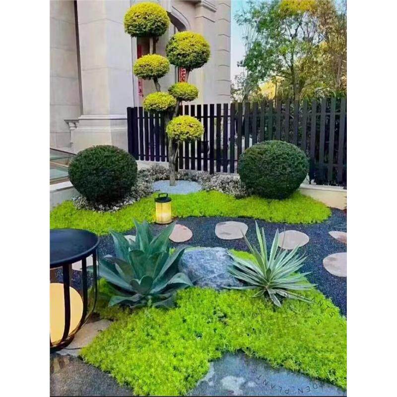 花园花镜植物搭配女贞棒棒糖苗木阳台花园庭院盆栽地栽四季绿植花