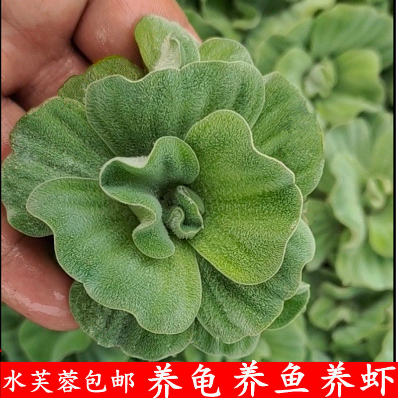 水芙蓉水草浮萍水培水生植物花卉水葫芦金庸江湖河北自考丧鼓